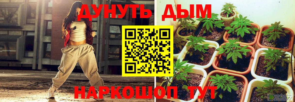 Каннабис сатива Кубинка